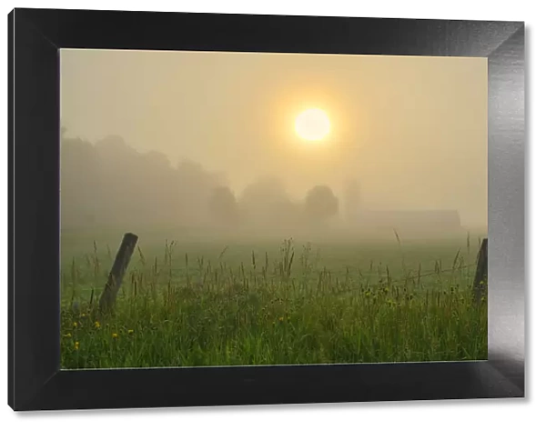Canada, Ontario, Bourget. Farm field at sunrise in fog