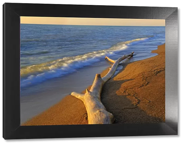 Canada, Ontario, Point Pelee National Park. Driftwood on Lake Erie shore. Credit as