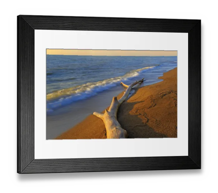 Framed Print : Canada, Ontario, Point Pelee National Park. Driftwood on Lake Erie shore. Credit as Framed Print : Canada, Ontario, Point Pelee National Park. Driftwood on Lake Erie shore. Credit as