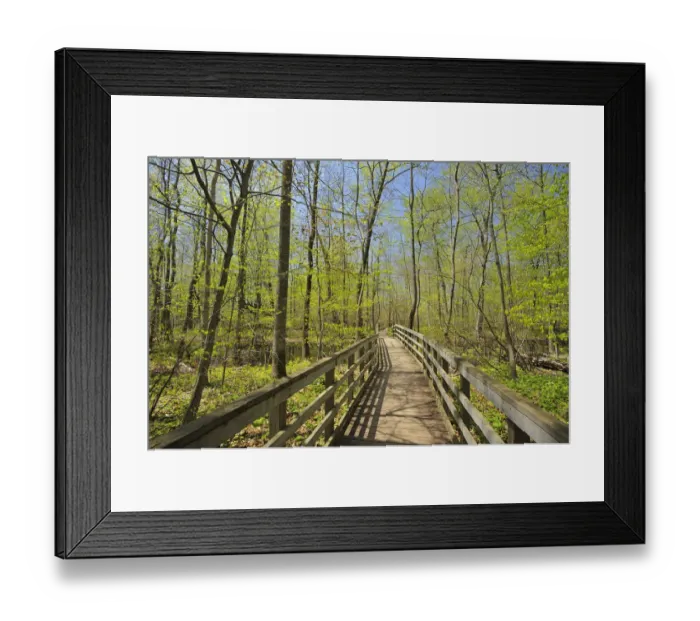 Framed Print : Canada, Ontario, Rondeau Provincial Park. Boardwalk through forest marsh. Credit as Framed Print : Canada, Ontario, Rondeau Provincial Park. Boardwalk through forest marsh. Credit as