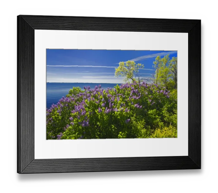 Framed Print : Canada, Ontario, Thousand Islands. Lilacs along St