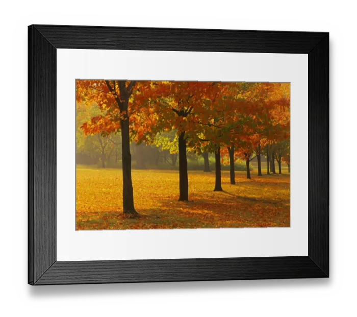 Framed Print : Canada, Ontario, Guelph. Sugar maple trees in autumn