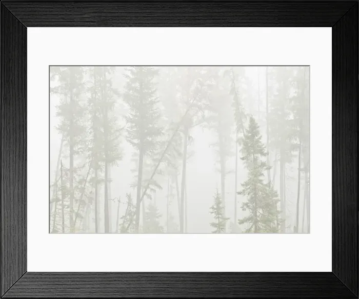 Framed Print : Canada, Ontario, Ear Falls. Forest in fog Framed Print : Canada, Ontario, Ear Falls. Forest in fog