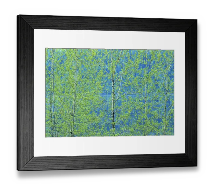 Framed Print : Canada, Ontario, Simon Lake Park Conservation Area. Trembling aspen foliage in spring Framed Print : Canada, Ontario, Simon Lake Park Conservation Area. Trembling aspen foliage in spring
