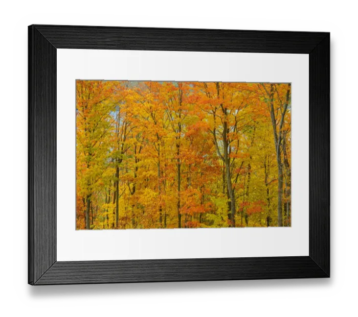 Framed Print : Canada, Ontario, Manitoulin Island. Sugar maple trees in autumn foliage. Credit as Framed Print : Canada, Ontario, Manitoulin Island. Sugar maple trees in autumn foliage. Credit as