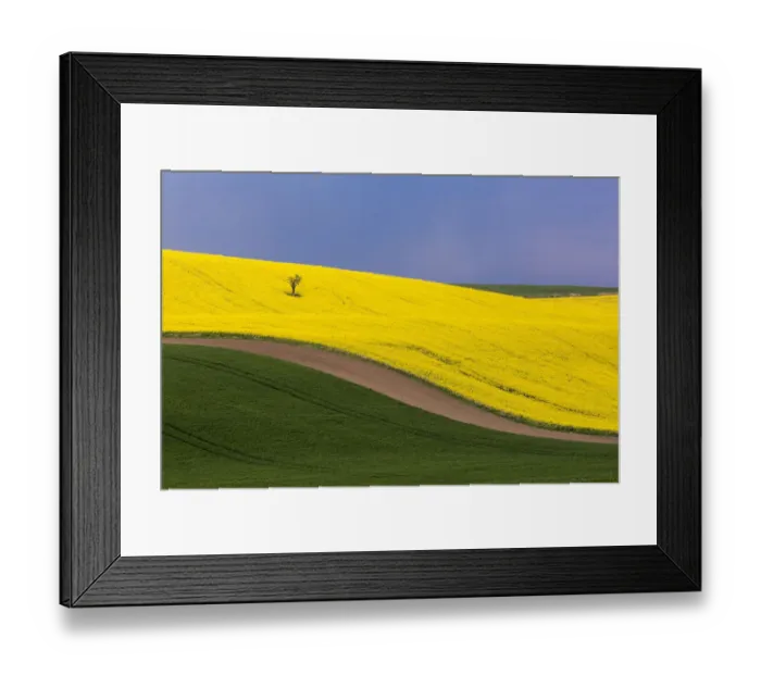 Framed Print : Europe, Czech Republic, Southern Moravia. Farm field of yellow canola and wheat. Credit as Framed Print : Europe, Czech Republic, Southern Moravia. Farm field of yellow canola and wheat. Credit as