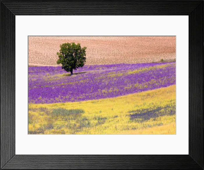 Framed Print : Europe, France, Provence. Lavender field in the Valensole Plateau Framed Print : Europe, France, Provence. Lavender field in the Valensole Plateau