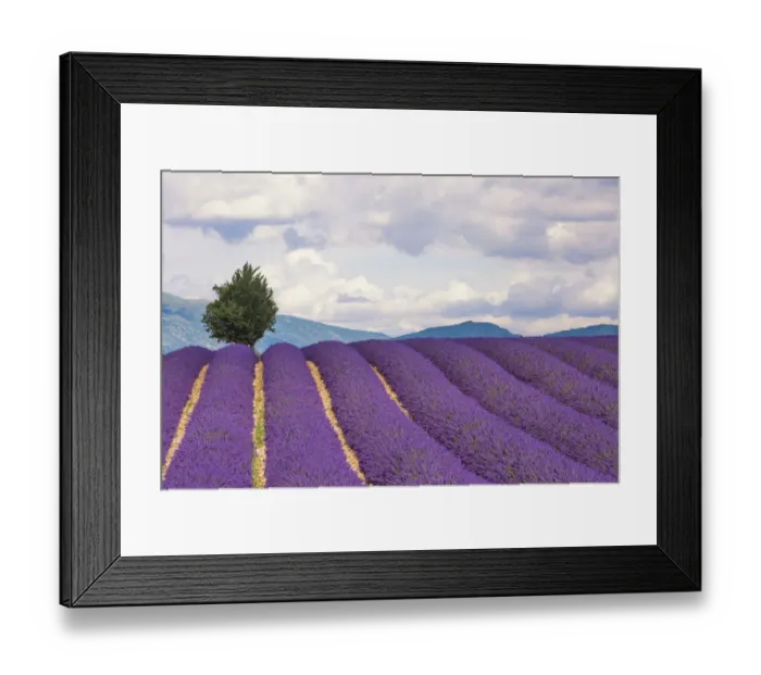 Framed Print : Europe, France, Provence. Lavender field in the Valensole Plateau Framed Print : Europe, France, Provence. Lavender field in the Valensole Plateau