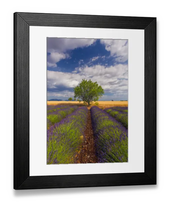 Framed Print : Europe, France, Provence. Lavender field in the Valensole Plateau Framed Print : Europe, France, Provence. Lavender field in the Valensole Plateau