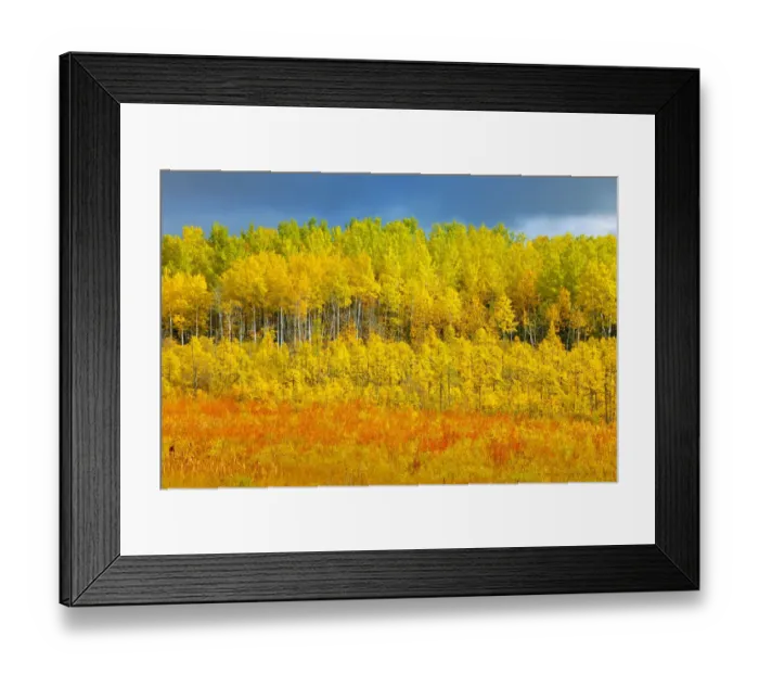 Framed Print : Canada, Saskatchewan, Meadow Lake. Autumn-colored trees