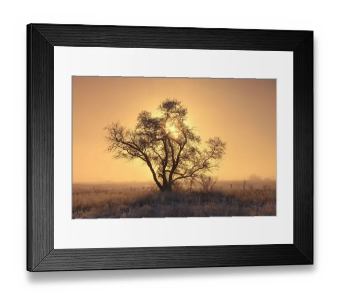 Framed Print : Canada, Saskatchewan. Hoarfrost on tree at sunrise Framed Print : Canada, Saskatchewan. Hoarfrost on tree at sunrise