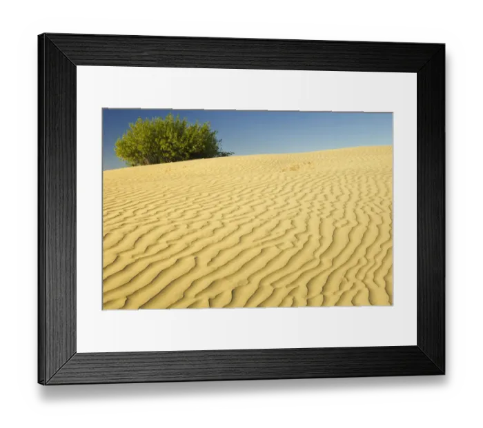 Framed Print : Canada, Saskatchewan, Great Sand Hills. Sand dune ripples and willow tree. Credit as Framed Print : Canada, Saskatchewan, Great Sand Hills. Sand dune ripples and willow tree. Credit as