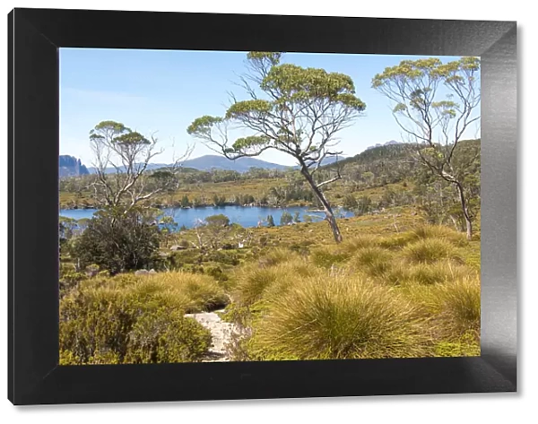Australia, Tasmania. Cradle Mountain-Lake St. Clair National Park. Lake Windermere, Mount Oakleigh