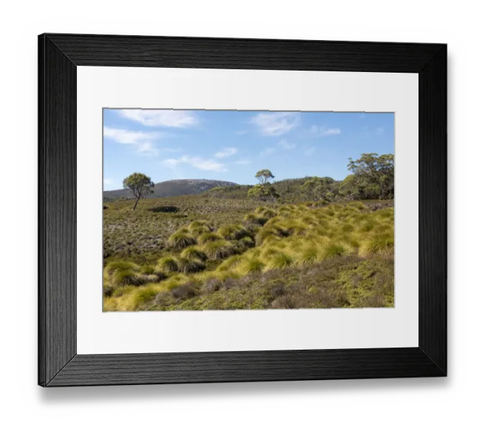 Framed Print : Australia, Tasmania, Cradle Mountain-Lake St Clair National Park Button grass moorland Framed Print : Australia, Tasmania, Cradle Mountain-Lake St Clair National Park Button grass moorland