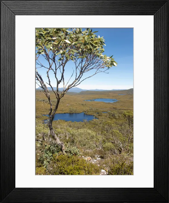 Framed Print : Australia, Tasmania, Cradle Mountain-Lake St Clair National Park. Overland Track vista Framed Print : Australia, Tasmania, Cradle Mountain-Lake St Clair National Park. Overland Track vista
