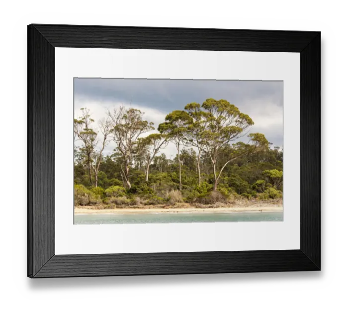 Framed Print : Australia, Tasmania, Eucalyptus on beach great light Fortescue Bay Tasman Peninsula Framed Print : Australia, Tasmania, Eucalyptus on beach great light Fortescue Bay Tasman Peninsula