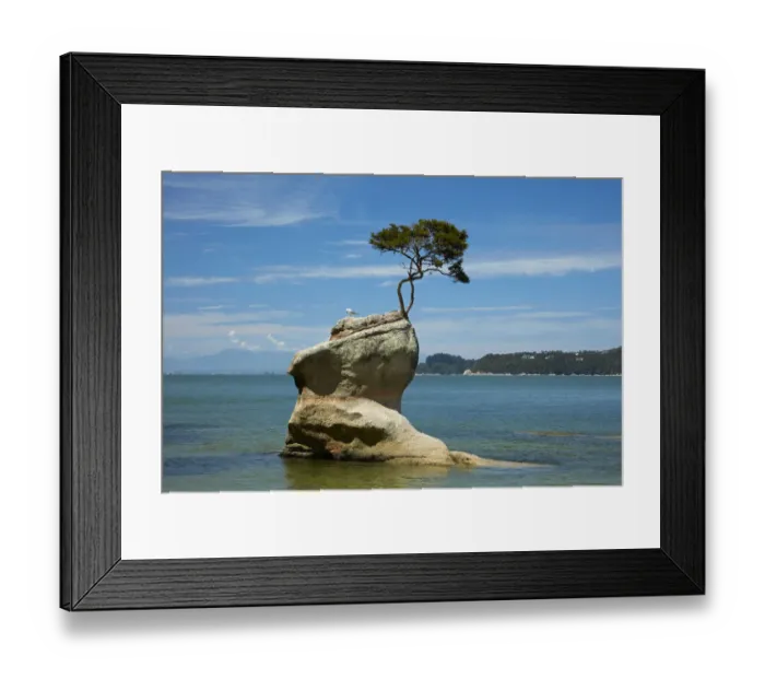 Framed Print : Tree on rock, Tinline Bay, Abel Tasman National Park, Nelson Region, South Island Framed Print : Tree on rock, Tinline Bay, Abel Tasman National Park, Nelson Region, South Island