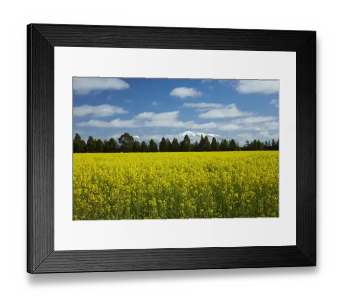 Framed Print : Yellow flowers of rapeseed field, near Methven and Mt. Hutt, Mid Canterbury, South Island Framed Print : Yellow flowers of rapeseed field, near Methven and Mt. Hutt, Mid Canterbury, South Island