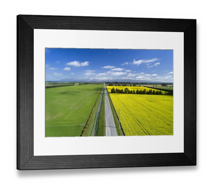 Framed Print : Yellow flowers of rapeseed field, near Methven and Mt. Hutt, Mid Canterbury, South Island Framed Print : Yellow flowers of rapeseed field, near Methven and Mt. Hutt, Mid Canterbury, South Island
