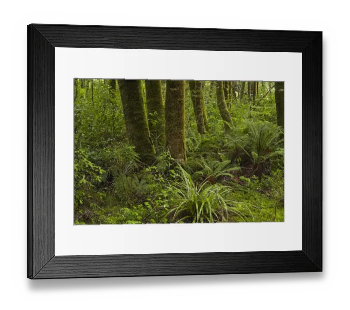 Framed Print : Native forest beside Blue Pools Track, Mount Aspiring National Park, Hst Pass, near Makarora