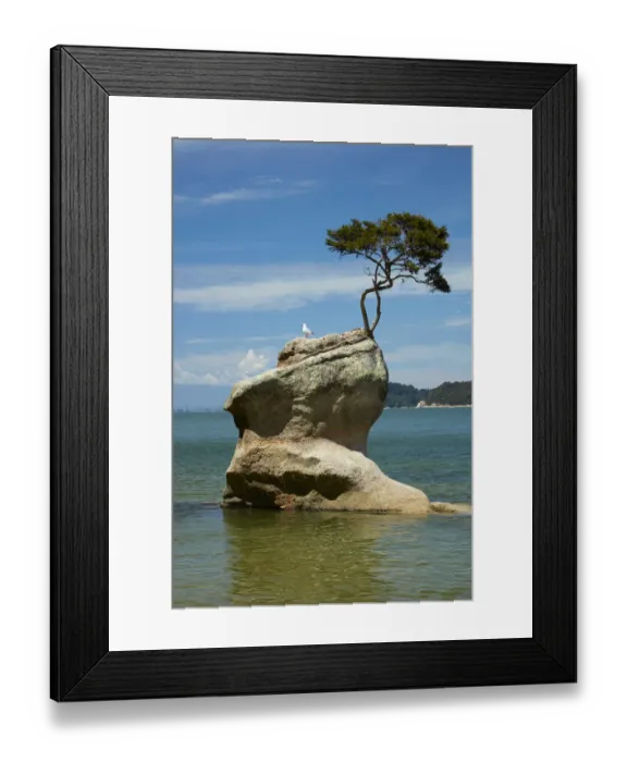 Framed Print : Tree on rock, Tinline Bay, Abel Tasman National Park, Nelson Region, South Island Framed Print : Tree on rock, Tinline Bay, Abel Tasman National Park, Nelson Region, South Island