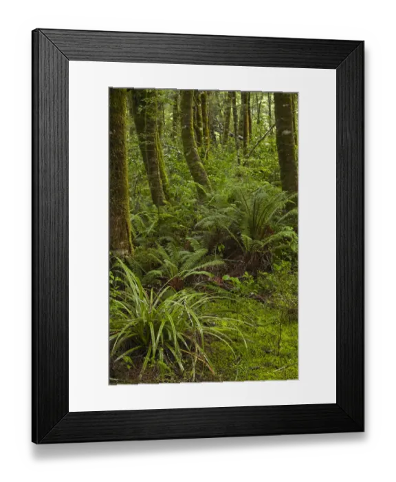 Framed Print : Native forest beside Blue Pools Track, Mount Aspiring National Park, Hst Pass, near Makarora Framed Print : Native forest beside Blue Pools Track, Mount Aspiring National Park, Hst Pass, near Makarora