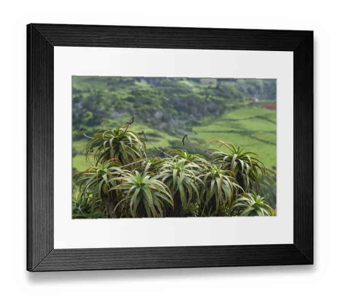 Framed Print : Portugal, Azores, Santa Maria Island, Norte. Aloe plants Framed Print : Portugal, Azores, Santa Maria Island, Norte. Aloe plants