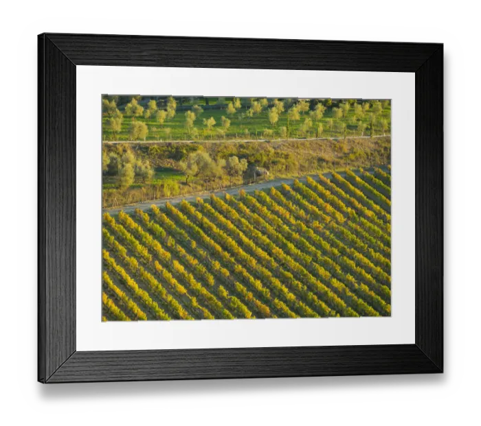 Framed Print : Italy, Tuscany. Autumn vineyards in the Chianti region Framed Print : Italy, Tuscany. Autumn vineyards in the Chianti region