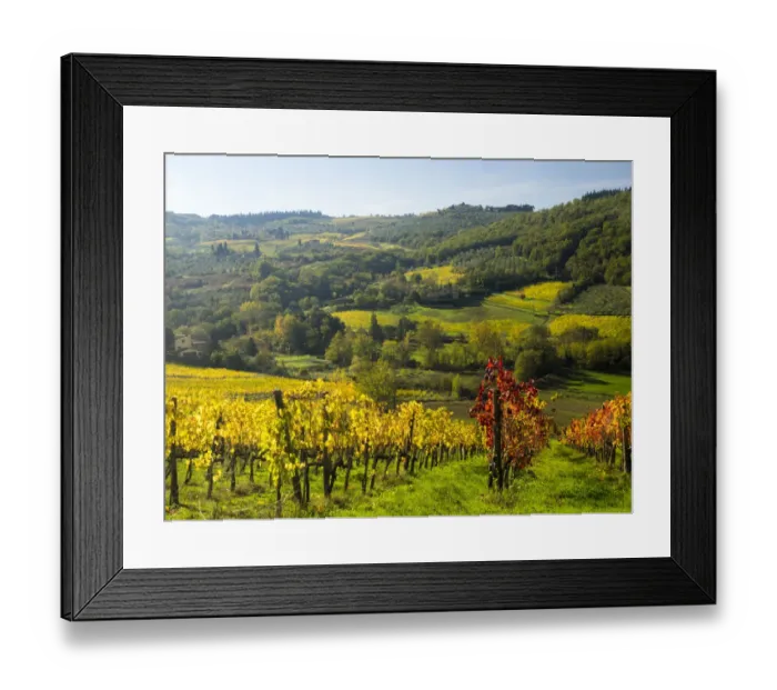 Framed Print : Italy, Tuscany. Autumn colors in Chianti Framed Print : Italy, Tuscany. Autumn colors in Chianti