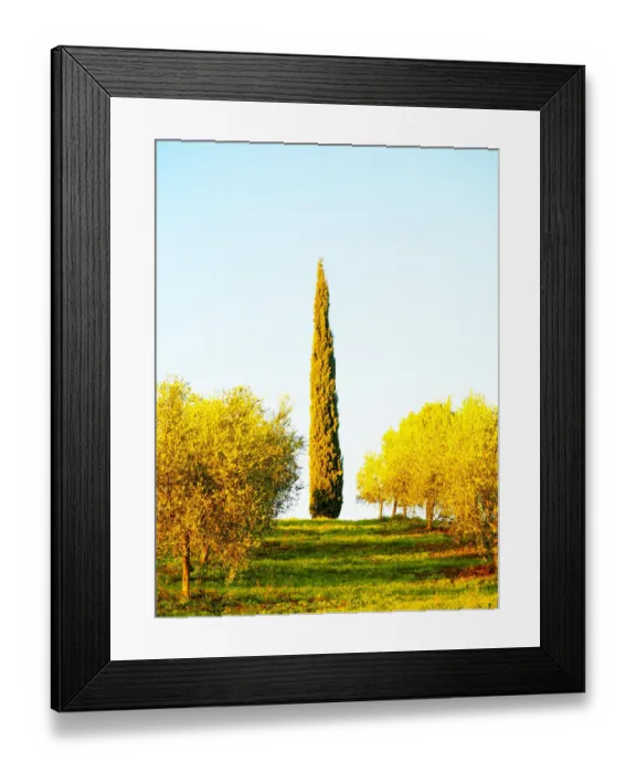 Framed Print : Italy, Tuscany. Morning light in olive groves Framed Print : Italy, Tuscany. Morning light in olive groves