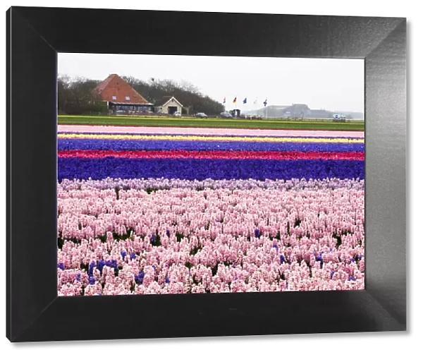 Netherlands. Spring flower fields