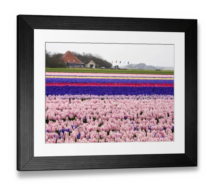 Framed Print : Netherlands. Spring flower fields Framed Print : Netherlands. Spring flower fields