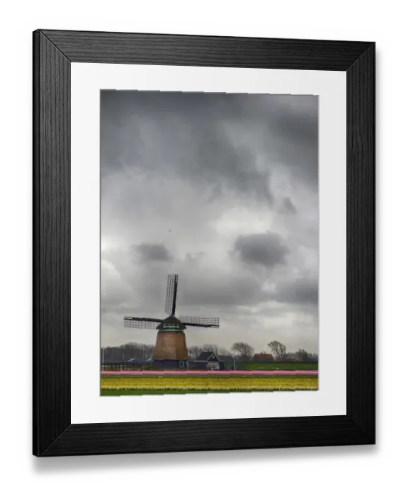 Framed Print : Netherlands, Nord Holland. Tulip fields with traditional Dutch windmill Framed Print : Netherlands, Nord Holland. Tulip fields with traditional Dutch windmill