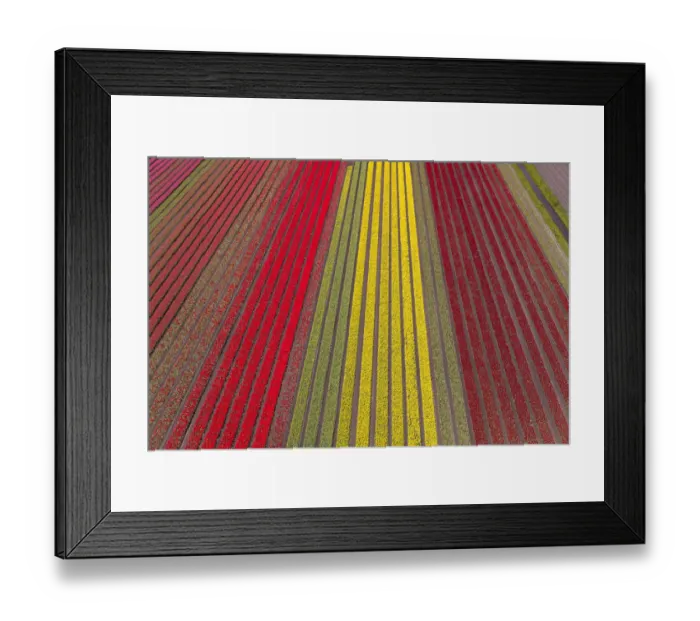 Framed Print : Aerial view of the tulip fields in North Holland, Netherlands Framed Print : Aerial view of the tulip fields in North Holland, Netherlands