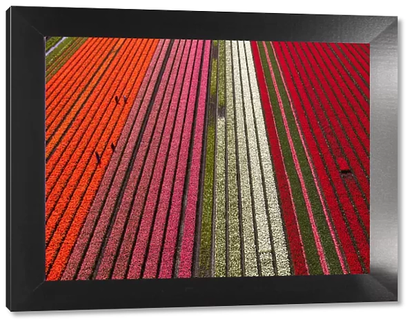 Aerial view of the tulip fields in North Holland, Netherlands