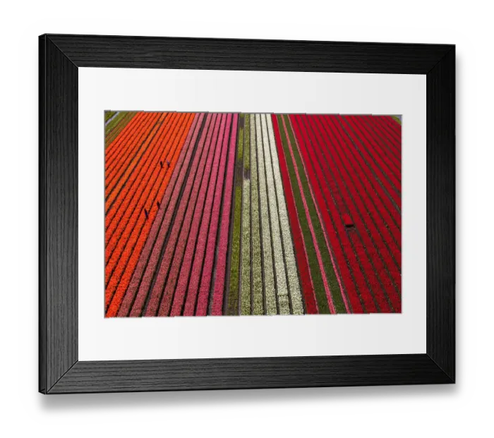 Framed Print : Aerial view of the tulip fields in North Holland, Netherlands Framed Print : Aerial view of the tulip fields in North Holland, Netherlands