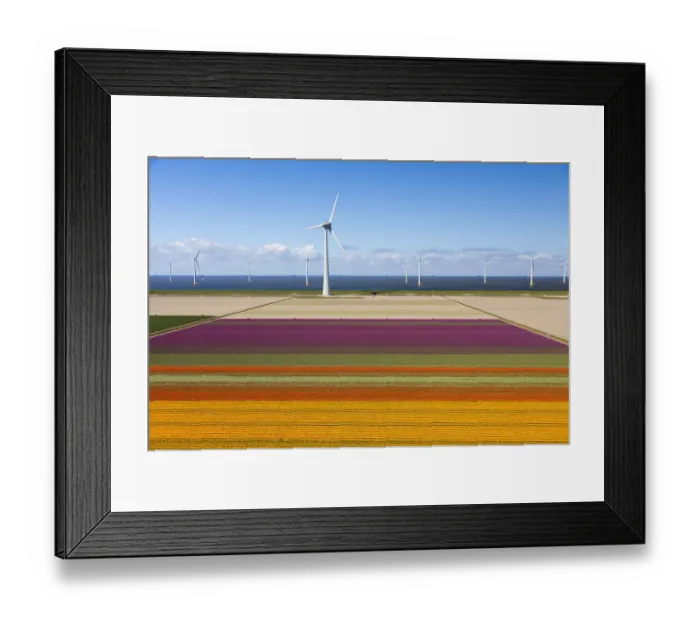Framed Print : Aerial view of the tulip fields in North Holland, Netherlands Framed Print : Aerial view of the tulip fields in North Holland, Netherlands
