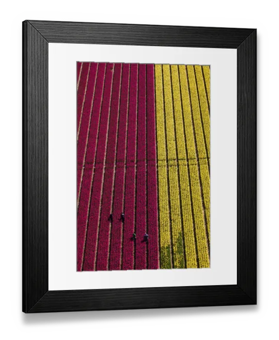 Framed Print : Aerial view of the tulip fields in North Holland, Netherlands