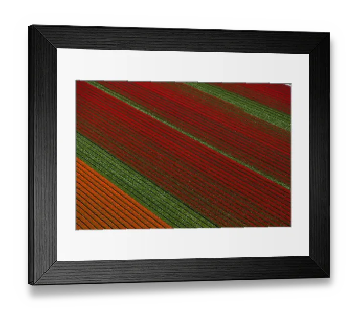 Framed Print : Aerial view of the tulip fields in North Holland, Netherlands