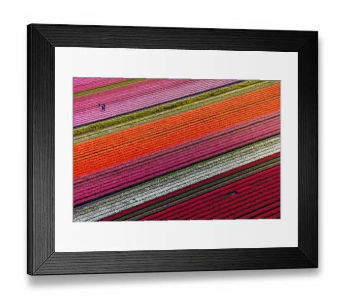 Framed Print : Aerial view of the tulip fields in North Holland, Netherlands Framed Print : Aerial view of the tulip fields in North Holland, Netherlands