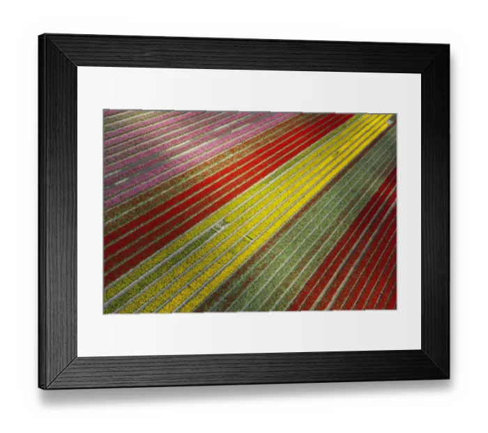 Framed Print : Aerial view of the tulip fields in North Holland, Netherlands Framed Print : Aerial view of the tulip fields in North Holland, Netherlands