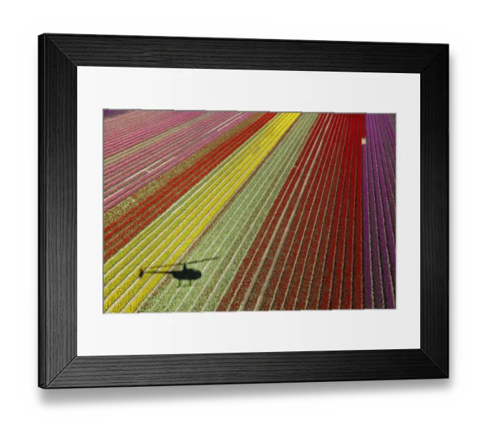 Framed Print : Aerial view of the tulip fields in North Holland, Netherlands Framed Print : Aerial view of the tulip fields in North Holland, Netherlands