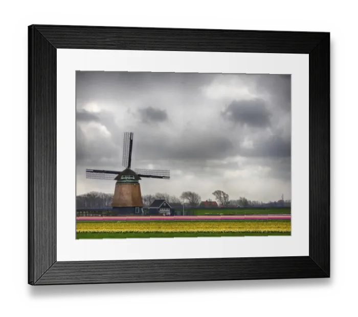 Framed Print : Netherlands, Nord Holland. Tulip fields with traditional Dutch home Framed Print : Netherlands, Nord Holland. Tulip fields with traditional Dutch home
