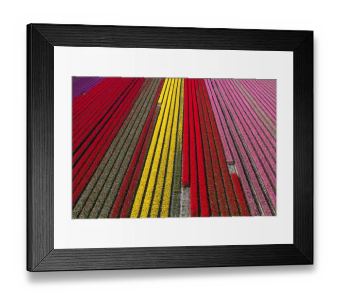 Framed Print : Aerial view of the tulip fields in North Holland, Netherlands