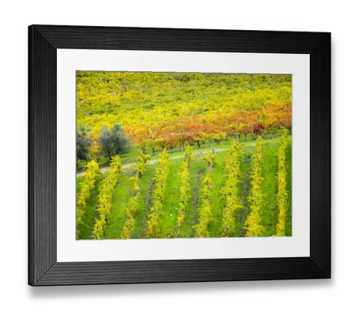 Framed Print : Chianti region Autumn colors Framed Print : Chianti region Autumn colors