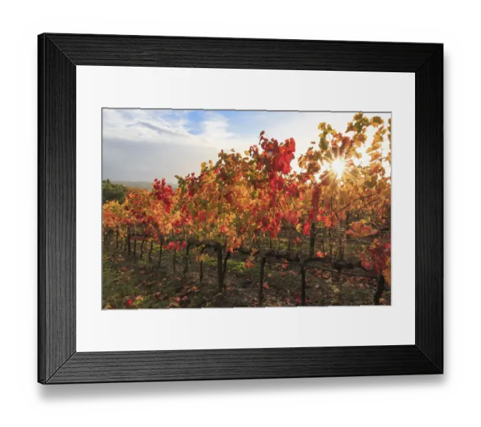 Framed Print : Italy, Tuscany. Grape vines with autumn leaves