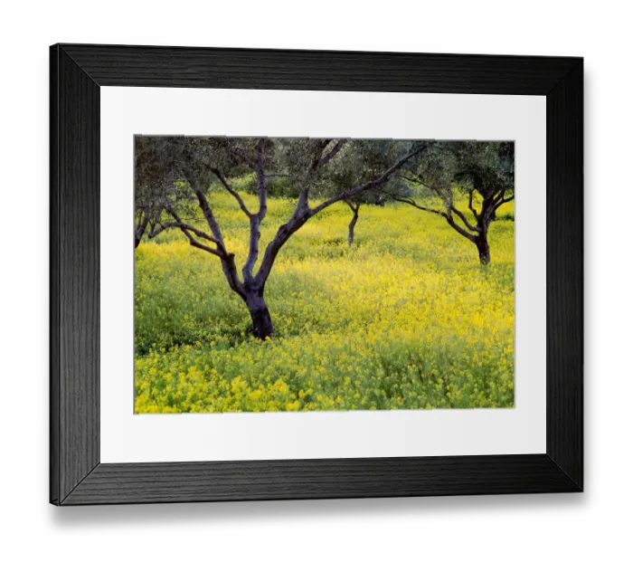 Framed Print : Greece. Olive trees amid wildflowers. Credit as: Jim Nilsen / Jaynes Gallery / DanitaDelimont Framed Print : Greece. Olive trees amid wildflowers. Credit as: Jim Nilsen / Jaynes Gallery / DanitaDelimont