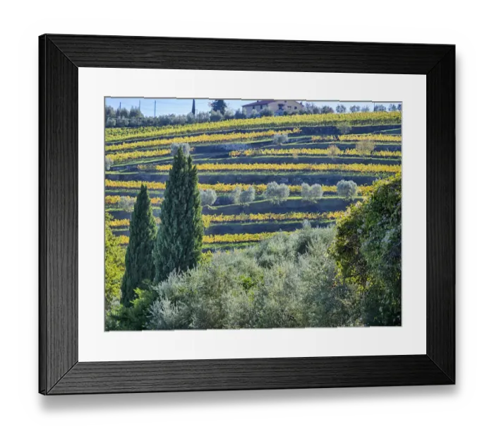 Framed Print : Italy, Tuscany. Autumn vineyards near the town of Panzano Framed Print : Italy, Tuscany. Autumn vineyards near the town of Panzano