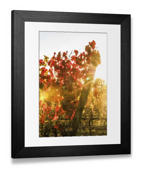 Framed Print : Italy, Tuscany. Grape vines with autumn leaves