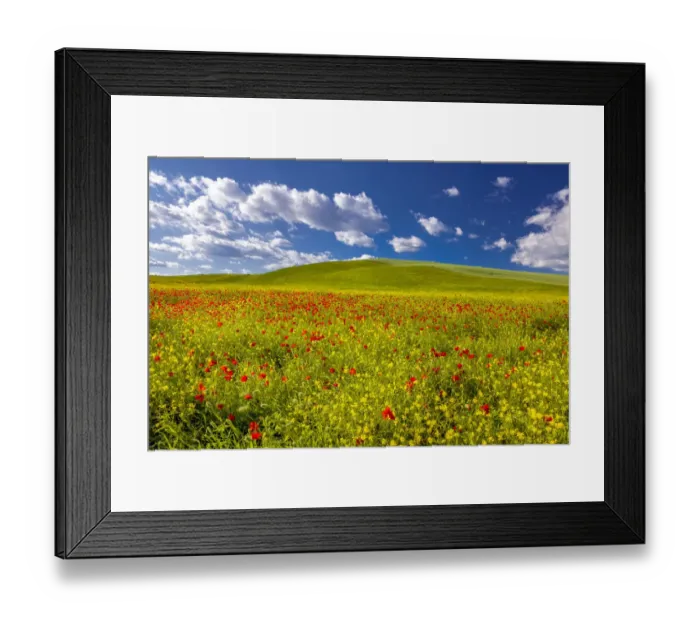 Framed Print : Europe, Italy, Val d Orcia. poppies and rapeseed Credit as: Jim Nilsen / Jaynes Framed Print : Europe, Italy, Val d Orcia. poppies and rapeseed Credit as: Jim Nilsen / Jaynes